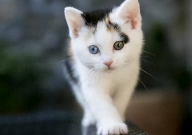 猫经常换猫粮好不好（需要经常换吗）