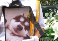 重庆宠物殡葬哪家好（推荐）