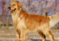 2个月金毛犬怎么养(比较好)