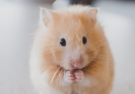 家里仓鼠繁殖太多了怎么办(怎样处理)