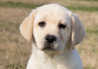 怎样训练拉布拉多上厕所（固定地方）