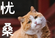 故宫猫减肥备战猫王大赛(三过饭盆而不食)