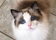 布偶猫背毛纯白好还是有颜色好(好养好看)