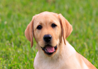 拉布拉多能剃毛吗（能把毛剃光吗）