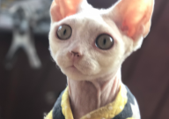 德文卷毛猫怕冷吗(为什么)