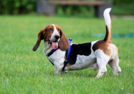 想做宠物行业怎么入门(工作)