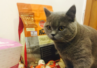 猫只吃鸡胸肉不吃猫粮怎么办(措施)