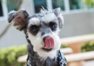 雪纳瑞幼犬怎么看品相（小狗）