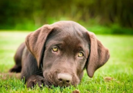 巧克力色的拉布拉多好不好（纯不纯）