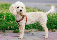 贵宾犬为什么叫贵宾犬（怎么来的）