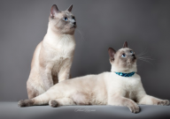 暹罗猫凶吗（好斗吗）