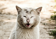 流浪猫来家里好不好(迷信说法)