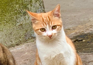 香皂可以给猫洗澡吗(为什么)