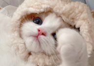 布偶猫可以长多重（长到几斤）