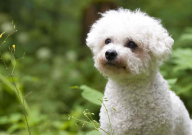 贵宾犬多久洗一次澡(合适)
