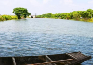 鱼塘杀虫用什么药(效果最好)