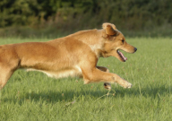 适合老年人养的狗(便宜又好养)