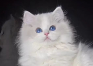 布偶猫的眼睛会越来越蓝吗(为什么)