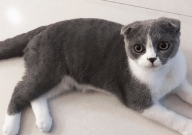 折耳猫眼睛是什么颜色(都有哪些色)
