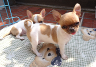 吉娃娃大小便好训练吗(容易教吗)