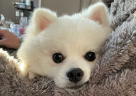 关于博美犬的知识(关于博美犬资料)