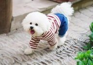 比熊缺点（有哪些）