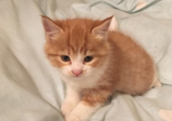小橘猫吃什么(合适)
