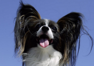 蝴蝶犬护主吗(会保护主人吗)