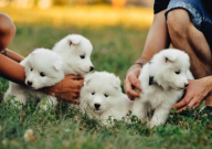 萨摩耶犬幼犬训练方法（如何训练）