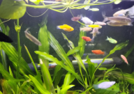 斑马鱼是不是热带鱼(斑马鱼是热带鱼吗)