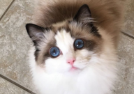 布偶猫脾气好吗(好不好)