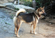 中华田园犬能训练好吗(容易吗)