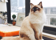 天然猫粮和商品猫粮有什么区别（定义）