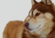 哈士奇换毛要多久（需要注意些什么）