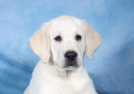 拉布拉多和金毛谁更护主（更忠诚）