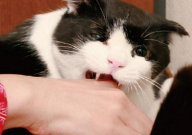 宠物猫会得狂犬病吗(家里养的)