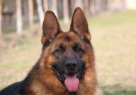德国牧羊犬拆家吗(能家养吗)
