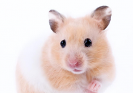 仓鼠吃馒头吗(行吗)