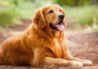 金毛能不能吃红薯(好处)