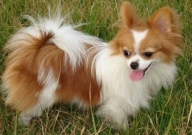 蝴蝶犬掉毛很厉害怎么办(方法)