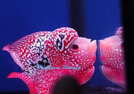 罗汉鱼养几条最好(适合)