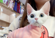 德文卷毛猫掉毛严重吗(为什么)