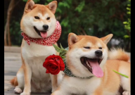 中华田园犬和柴犬区别（教你区分）