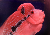 罗汉鱼为什么撞缸(老是撞鱼缸)