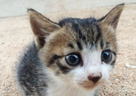 宠物猫肚子胀怎么回事(原因)