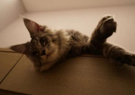 猫只吃猫粮怎么办(不吃别的)