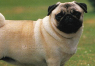 巴哥犬凶猛吗(为什么)
