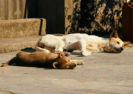 中华田园犬的价格（多少钱一只）