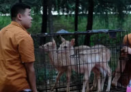 暴雨动物园被淹(老虎黑熊等猛兽被困)