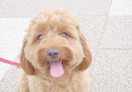 贵宾犬拉肚子吃什么药(效果好)